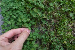 Uromyces trifolii-repentis