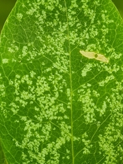 Peronospora lagerheimii