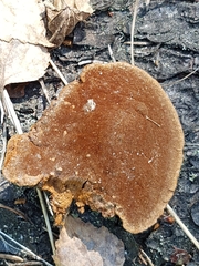 Fuscoporia viticola
