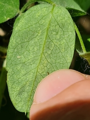 Peronospora lagerheimii