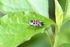 Hemithyrsocera vittata
