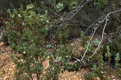 Hakea cucullata