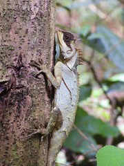 Acanthosaura crucigera