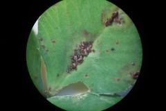 Uromyces trifolii-repentis