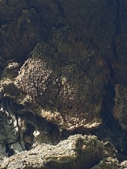 Phellinus abietis