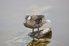 Anas bahamensis galapagensis