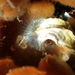 Lamarck's Christmas Tree Worm - Photo (c) Pierre Corbrion, some rights reserved (CC BY-NC-SA), uploaded by Pierre Corbrion