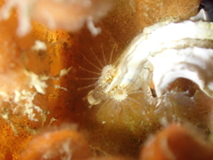 Spirobranchus lamarcki