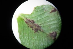 Uromyces trifolii-repentis