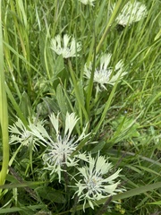 Centaurea cheiranthifolia