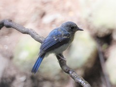 Cyornis sumatrensis