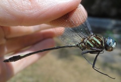 Brechmorhoga praecox