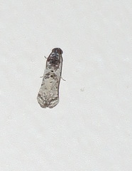 Oriodryas olbophora