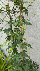 Jasminum officinale