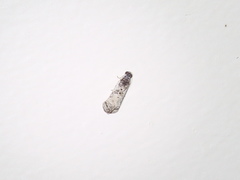 Oriodryas olbophora