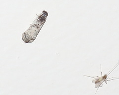 Oriodryas olbophora