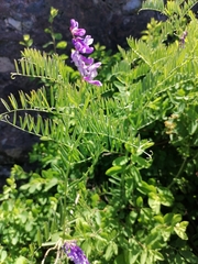 Vicia tenuifolia