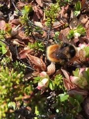 Bombus lapponicus