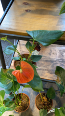 Anthurium andraeanum
