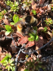 Bombus lapponicus