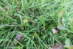 Ranunculus glabrifolius