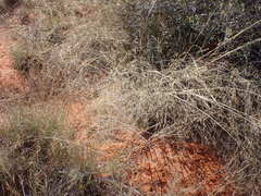 Aristida meridionalis