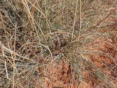 Aristida meridionalis