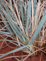 Aristida meridionalis