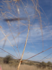 Aristida meridionalis