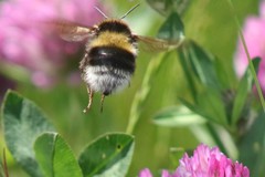 Bombus hortorum