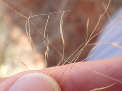 Aristida meridionalis