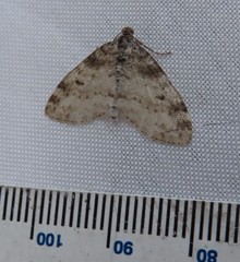 Lobophora