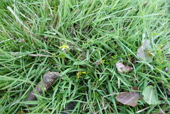 Ranunculus glabrifolius