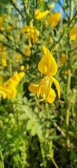 Cytisus scoparius