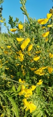 Cytisus scoparius