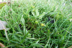 Ranunculus glabrifolius