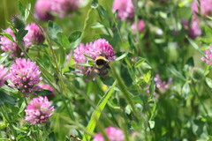 Bombus hortorum