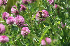 Bombus hortorum