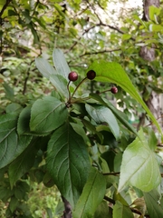 Malus baccata