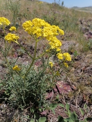 Patrinia intermedia
