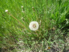 Taraxacum proximum