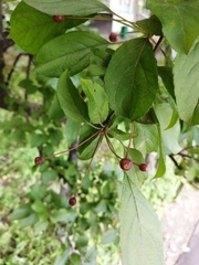 Malus baccata