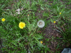 Taraxacum proximum