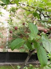 Malus baccata