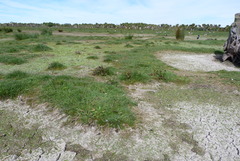 Ranunculus glabrifolius
