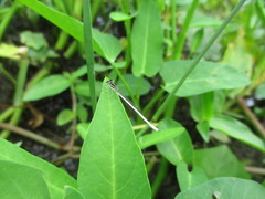 Agriocnemis lacteola