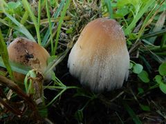 Coprinellus truncorum