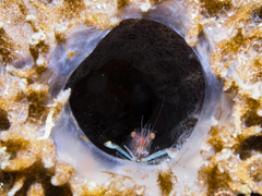 Thaumastocaris streptopus