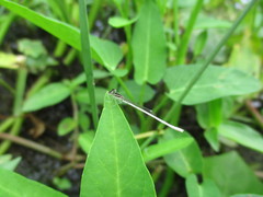 Agriocnemis lacteola