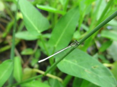 Agriocnemis lacteola